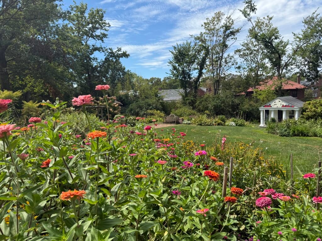 Colorful zinnias blooming in the foreground of a lush backyard cottage garden with a green lawn, arbor bench, and small pavilion surrounded by trees on a sunny summer day.